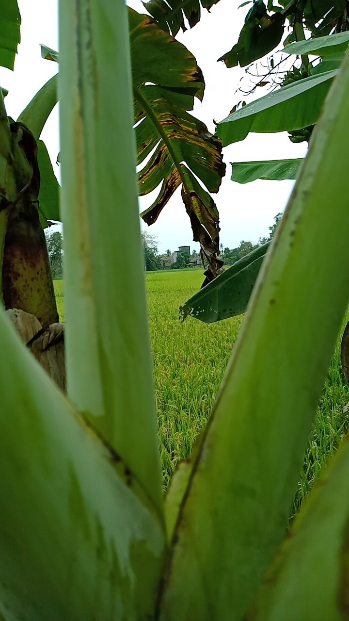 Atasan Batik Dolby Dolbi Dobby Doby Tenun Sutra Tulis Halus Katun Atbm Baron ,sarombit Atasan