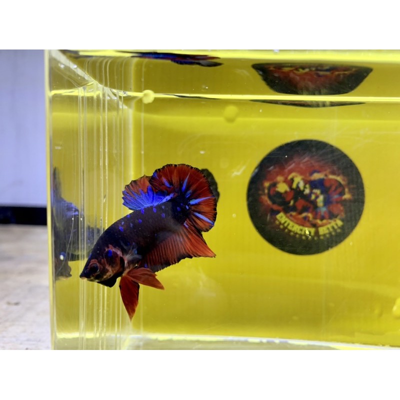 Ikan Cupang Hias Kontes Plakat Black Series Avatar Gordon Male