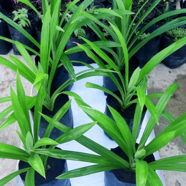 

Pandan wangi