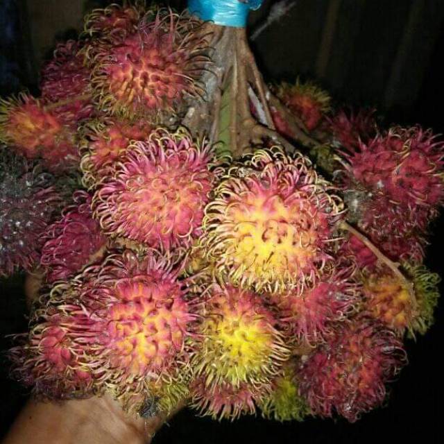 Bibit rambutan aceh subur stek okulasi cepat berbuah [Bibit Berkualitas Unggul]