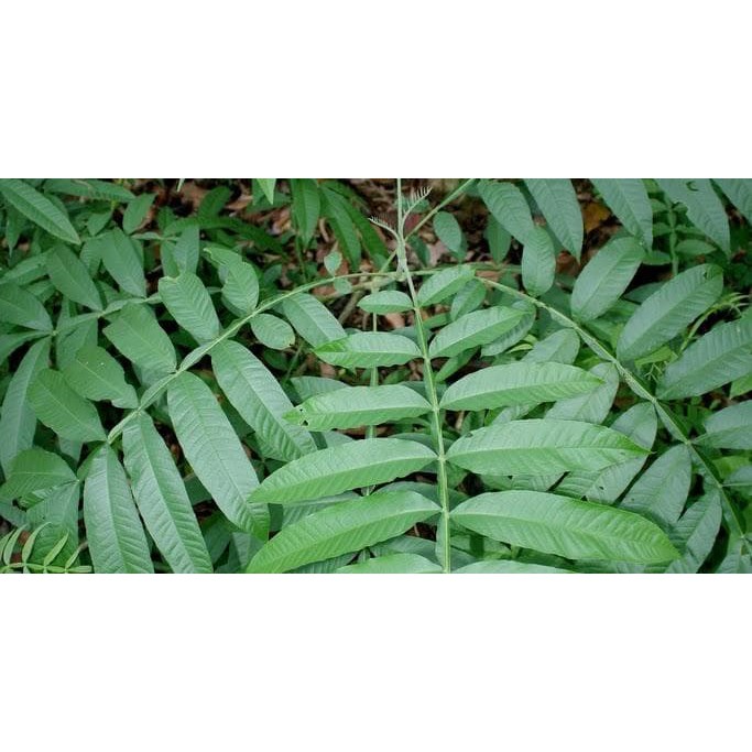 

Herbal Daun sungkai 100Gr