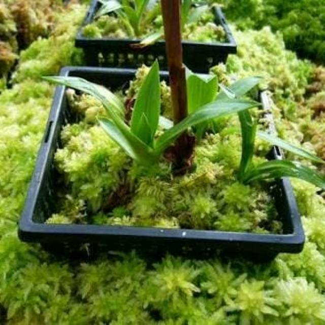 Moss Hidup / Lumut Hidup