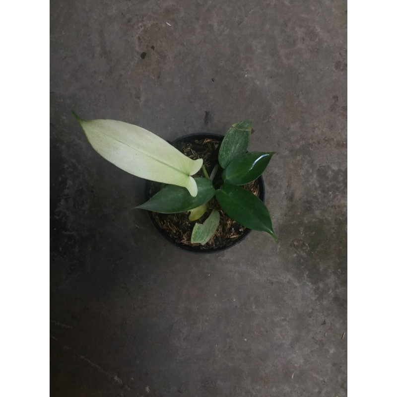 PHILODENDRON FLORIDA  GHOST  florida  beauty Shopee Indonesia