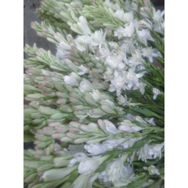 Termurah Bunga Sedap Malam Segar Di Bogor Bunga Tangkai