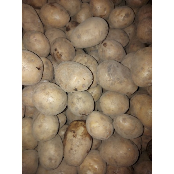 

KENTANG DIENG UKURAN KECIL 1KG