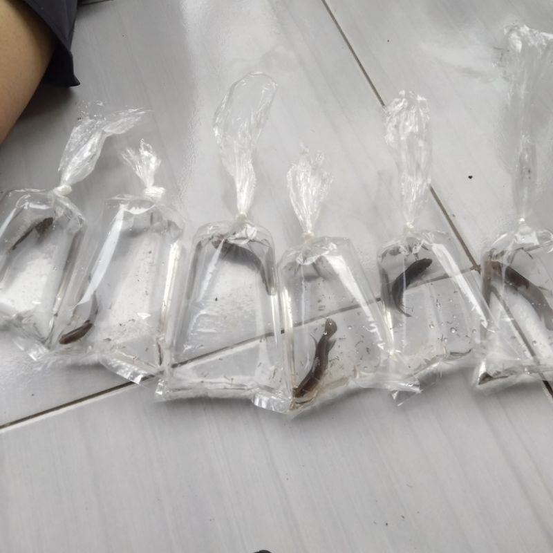 wild Betta Simorum cupang alam pesanan 20ekor