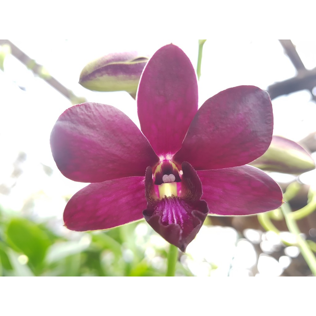 DendroBium Verus Purple Algis Dewasa / Spike