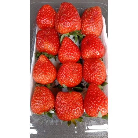 Buah Strawberry Grade A(ukuran besar) 500 gram Medan