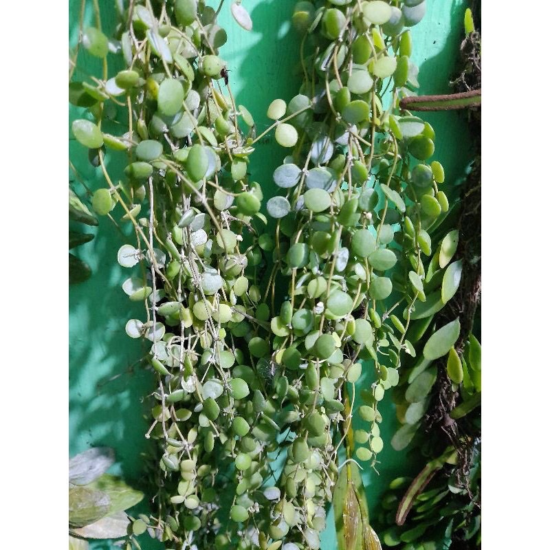 tanaman hias hoya dischidia numularia rimbun