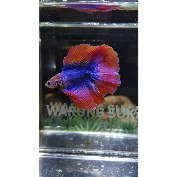 CUPANG HMDT MASCOT PATTERN GOOD FORM 100% REALPICT (8DTMC2)