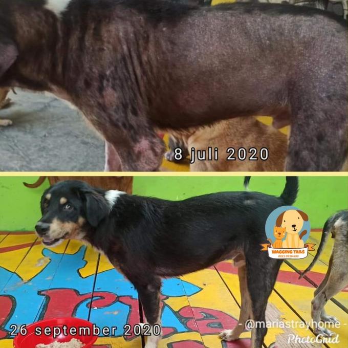 

Termurah Salep Jamur Anjing Termurah