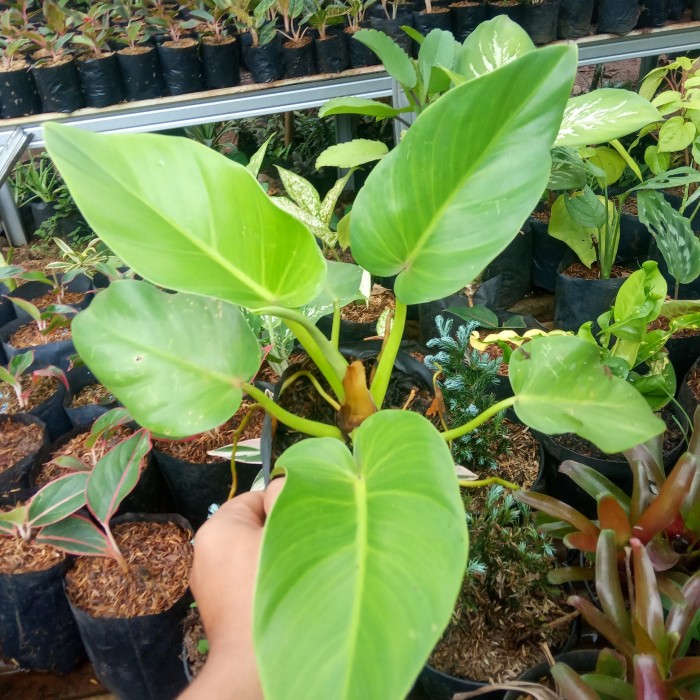 tanaman hias philo marbel