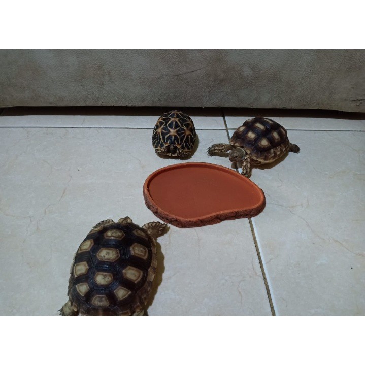 Feeding Dish - tempat makan kura kura / reptil Medium