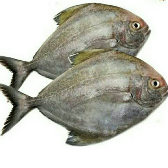 

Ikan bawal laut