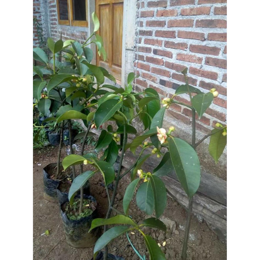 Okulasi Tanaman Bibit Tanaman Buah Manggis Okulasi Cepat Berbuah %1