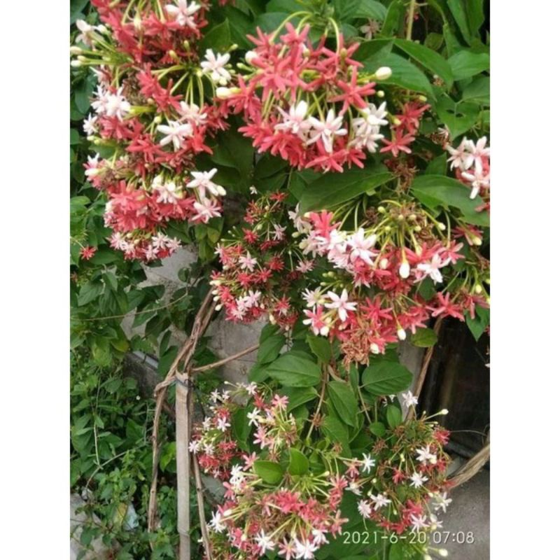 Tanaman hias bunga melati belanda tumpuk