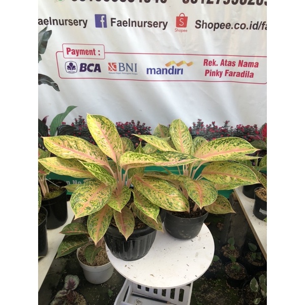 Aglaonema Serena Rumpun