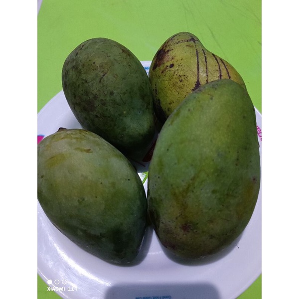 

Mangga Arum Manis