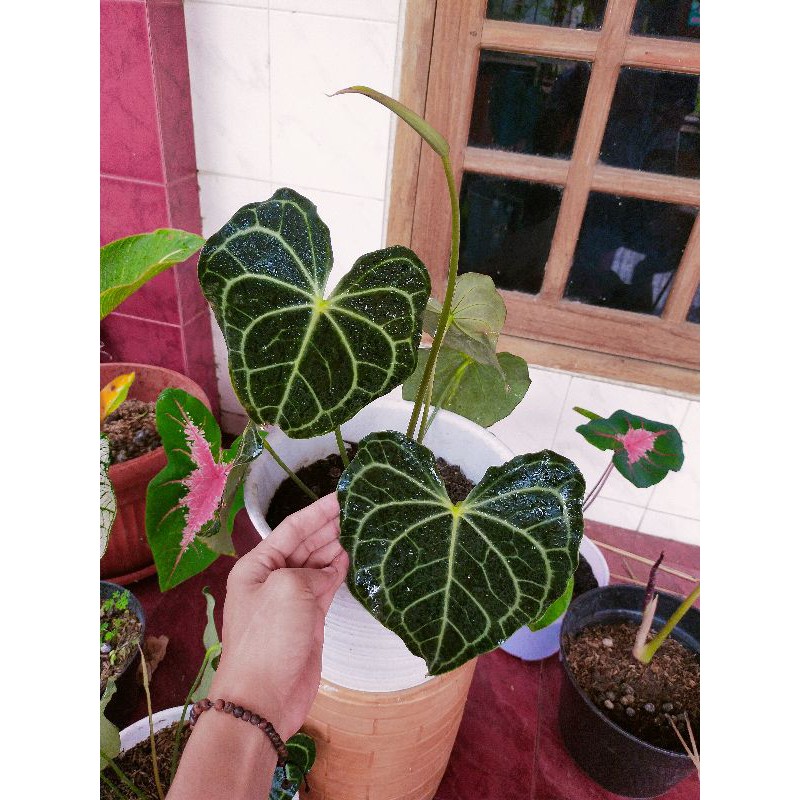 Kuping Gajah Tarantula