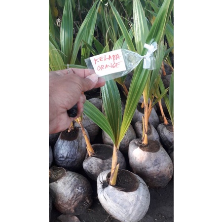bibit kelapa gading orange