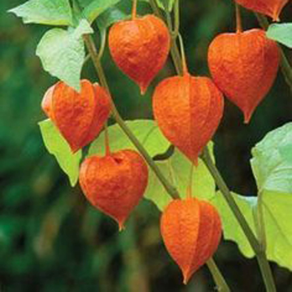 Bibit Benih Biji Ciplukan Merah - Benih Ciplukan Merah - Biji Ciplukan Merah - Buah Ciplukan - COD