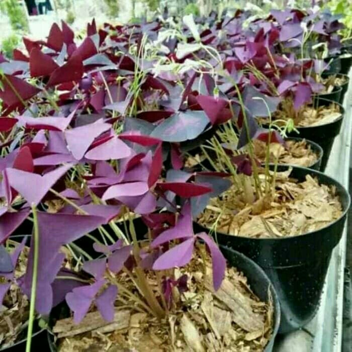 Promo Tanaman Hias Daun Kupukupu Ungu Kupu Kupu Oxalis Tanaman Unik