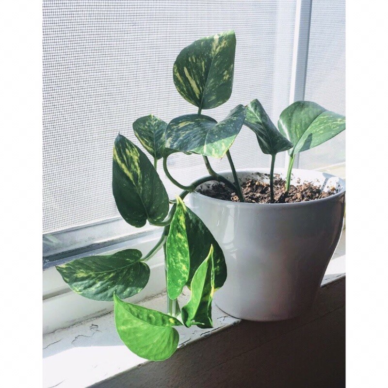 epipremnum aureum golden