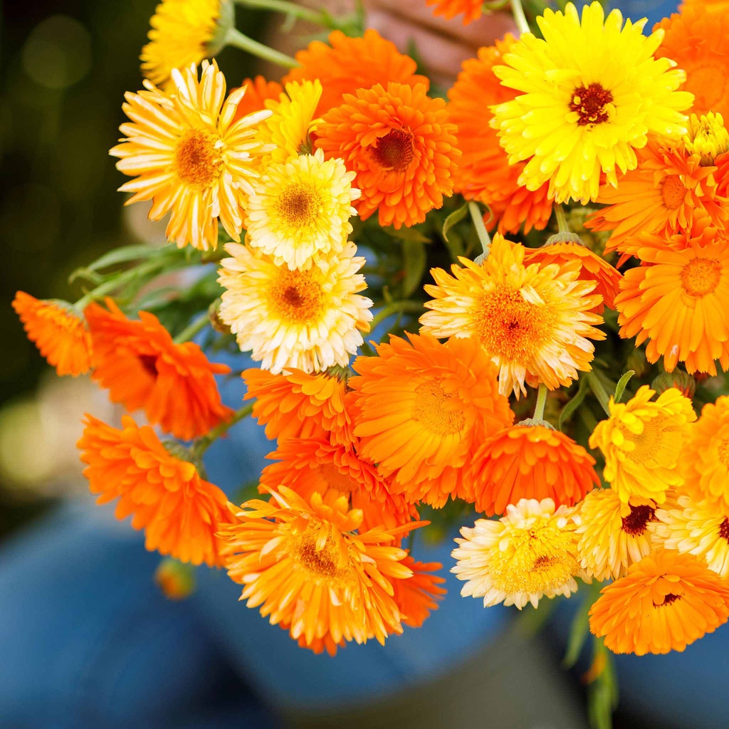 Benih Bibit Biji - Bunga Calendula Fiesta Gitana Mix Flower Seeds - IMPORT