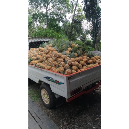 15 bibit nanas madu belik