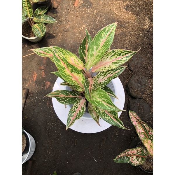 aglaonema butterfly mutasi rumpun 2 tunas 2