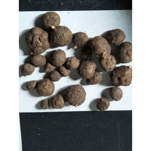 Bibit Porang 1 kg