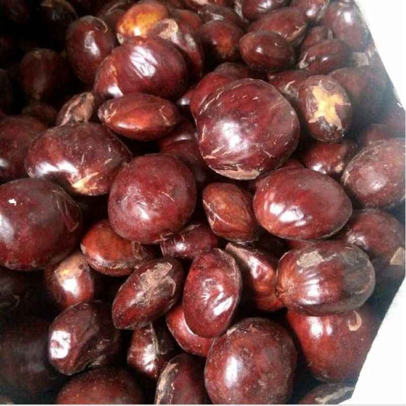 

jengkol tua /pulen 1 kg