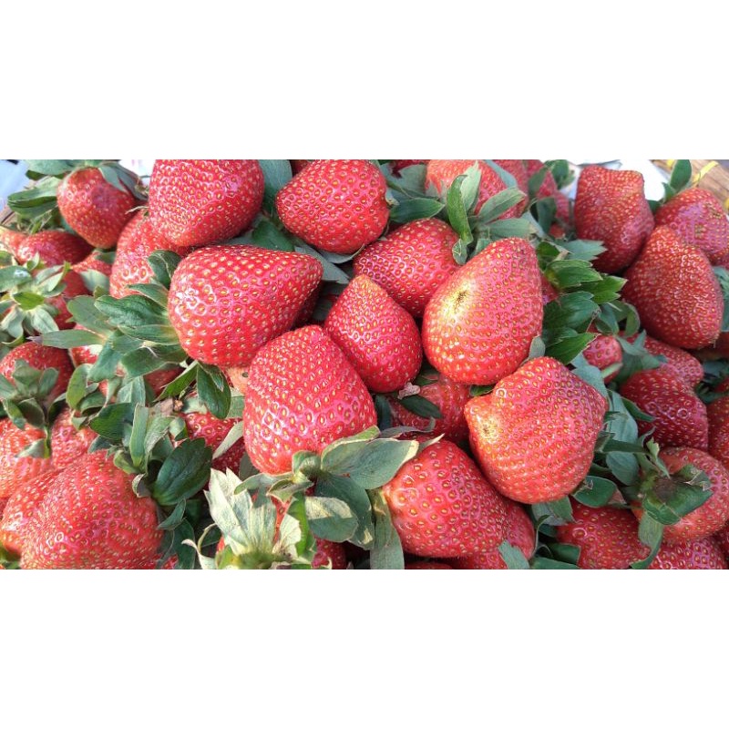

Buah Strawberry Organik Ciwidey