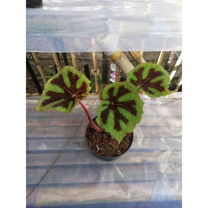 begonia tapak macan