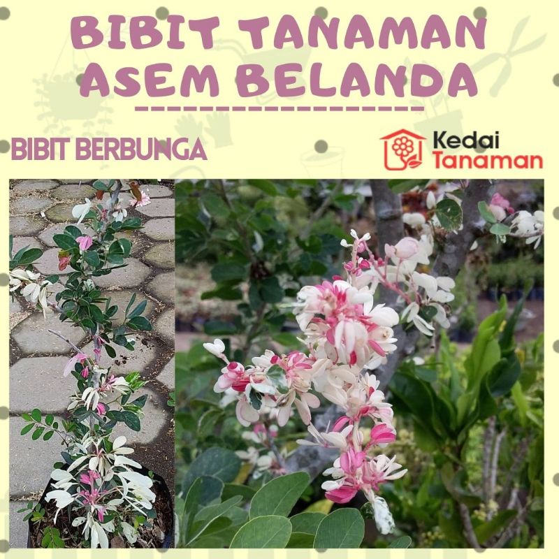 Jual Bunga ASEM BELANDA