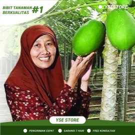 Bibit Pepaya California Siap Tanam