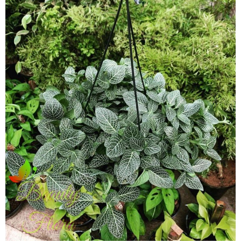Pohon Fittonia mutiara putih
