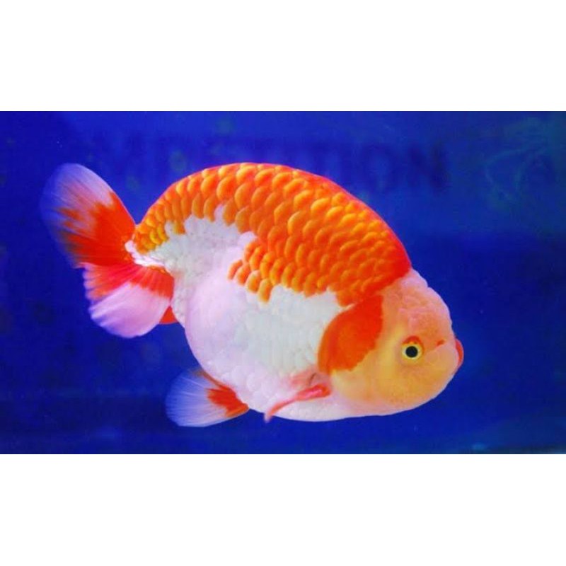 Ikan mas koki Rancu ukuran 1013cm ( Jumbo) Shopee Indonesia