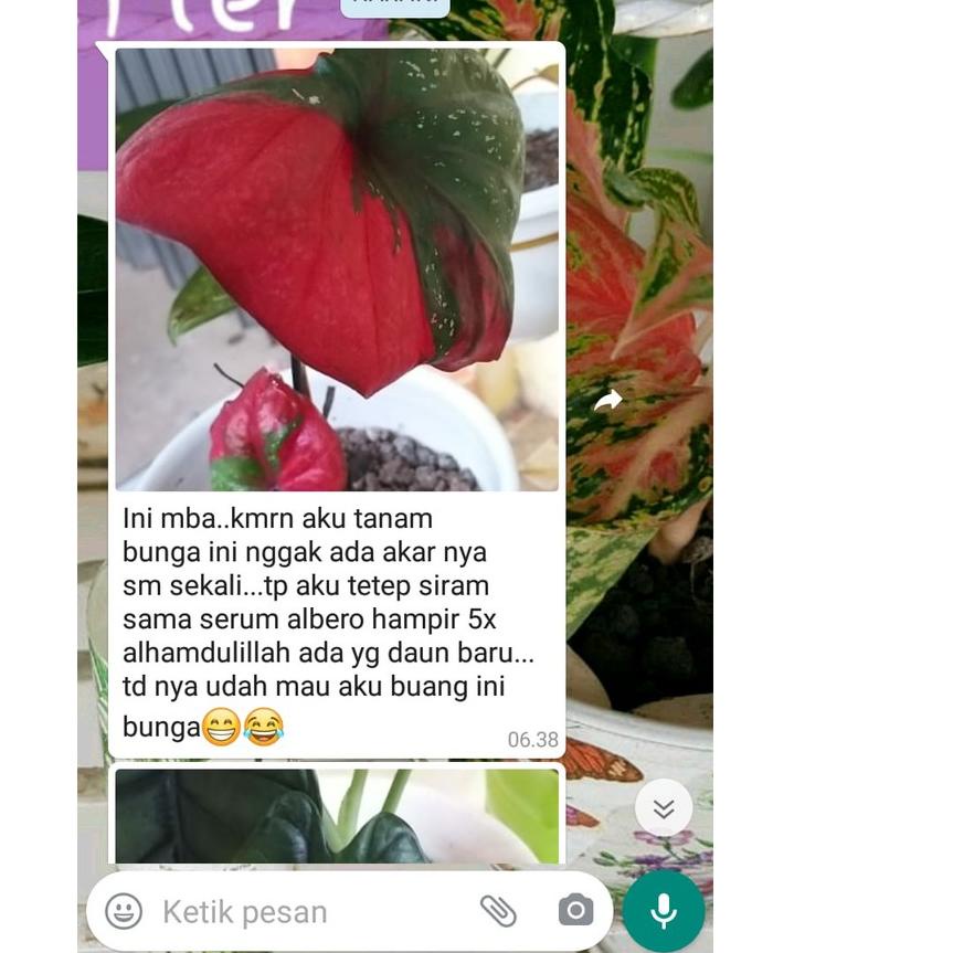 Albero plant growth serum - serum tanaman hias