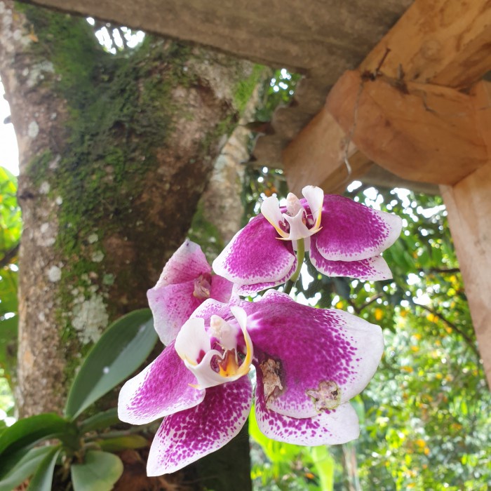 anggrek bulan jumbo ungu corak