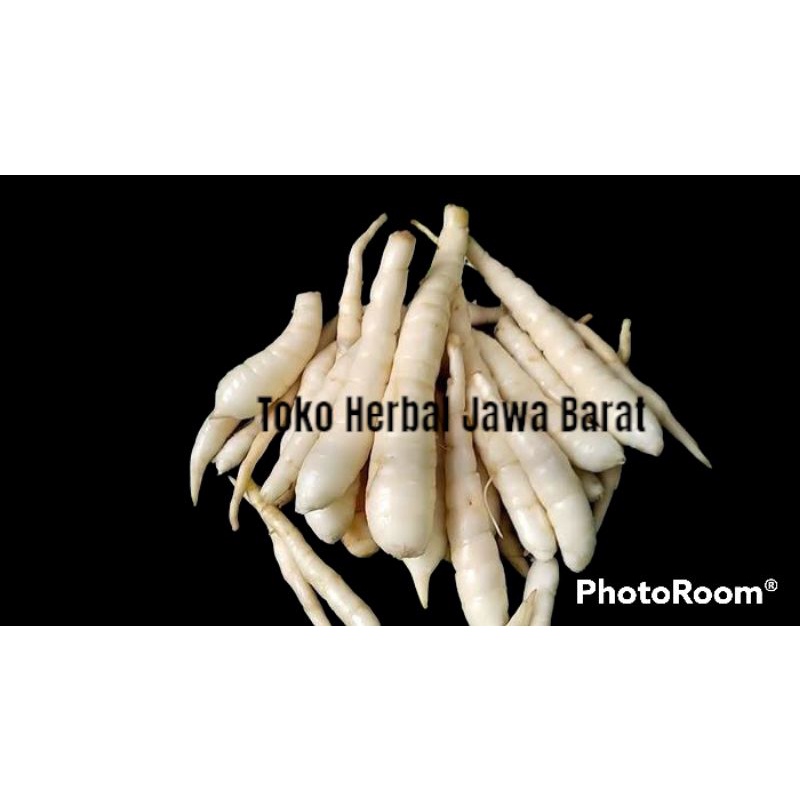 

umbi garut/terigu kondisi segar 1 kg