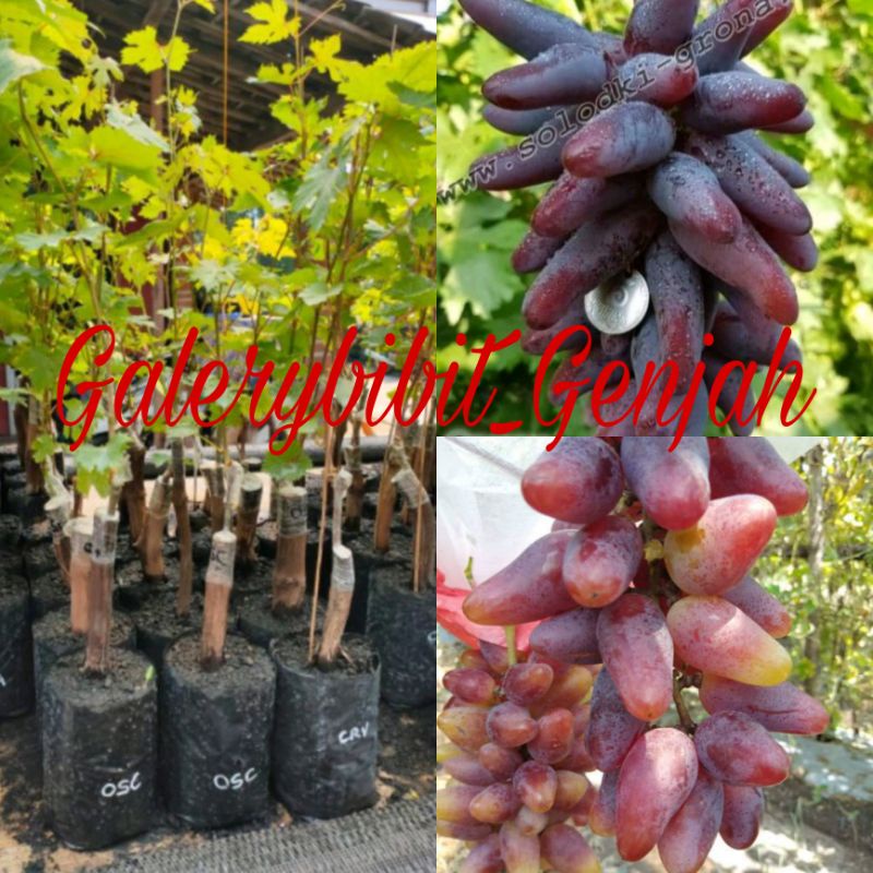 

ANGGUR IMPORT OSCAR GENJAH KUALITAS PREMIUN