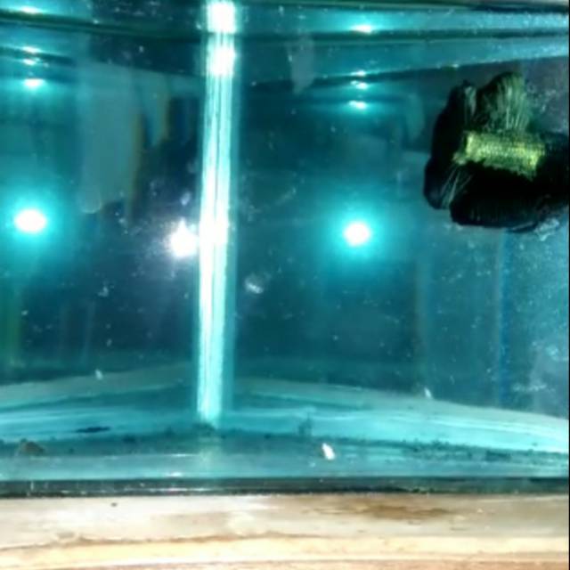 Cupang green samurai