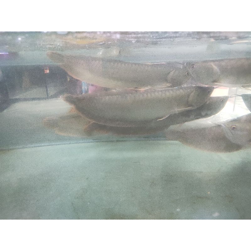 Ikan Hias Arwana Silver Besar