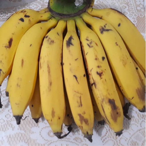 

Pisang Uli Organik