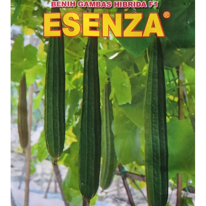 5 Butir Benih Gambas Esenza