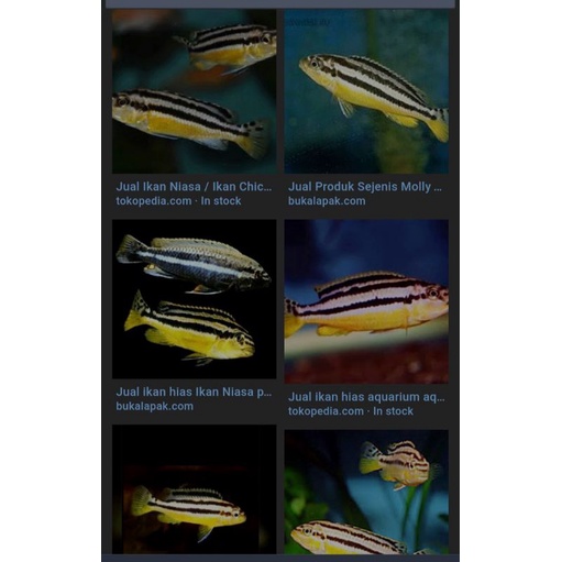 ikan hias : paket 3 ekor ikan chicild niasa ( instant)