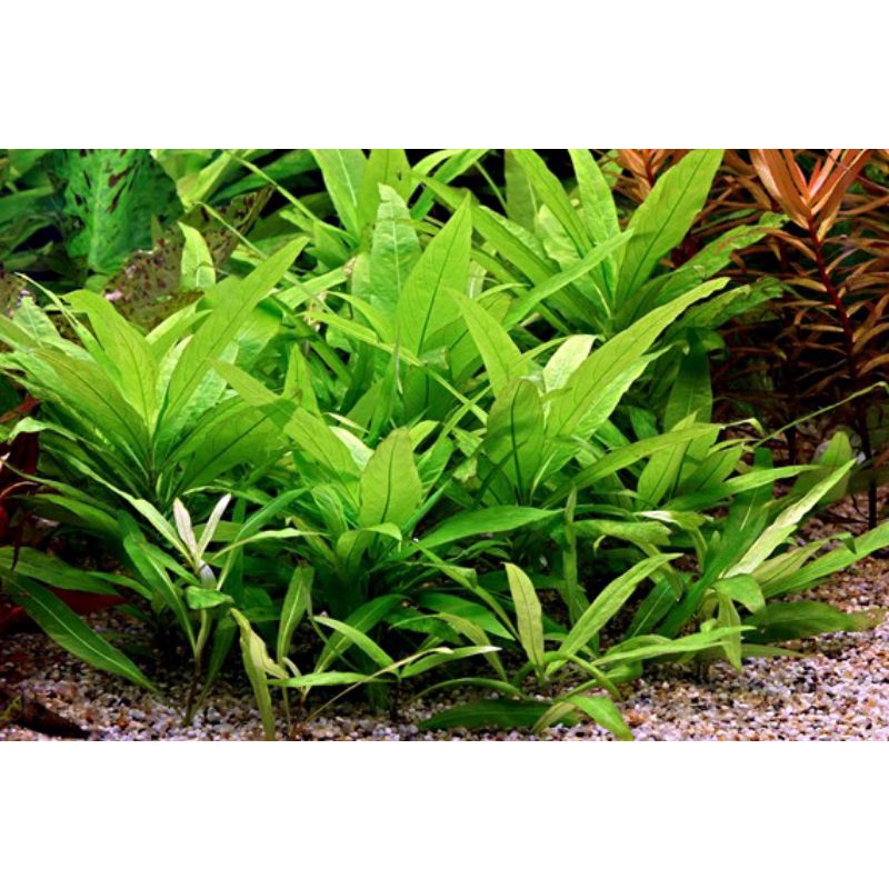 Hygrophila Corymbosa  - Tanaman Tumbuhan Stamp stem Aquascape Aquarium Low Co2 Channa Cana Chana