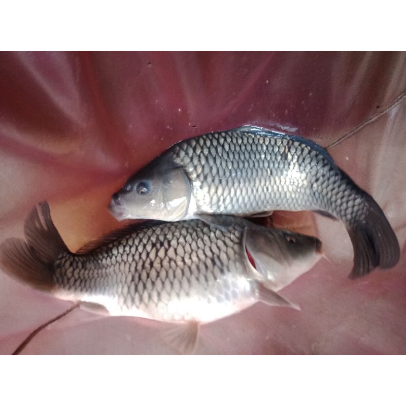 

Ikan mas segar asli subang