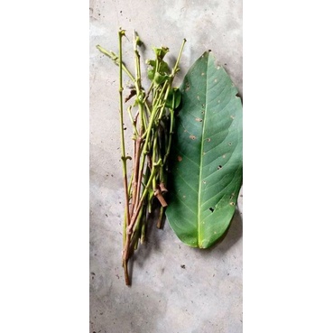 entres jambu Green Giant